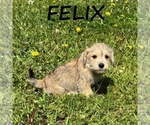 Image preview for Ad Listing. Nickname: Felix