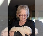 Small Photo #18 Maremma Sheepdog Puppy For Sale in THORN HILL, TN, USA