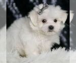 Small #3 Maltese