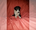 Puppy Montana Border Collie
