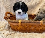 Small Photo #4 Cockalier Puppy For Sale in HERNDON, VA, USA
