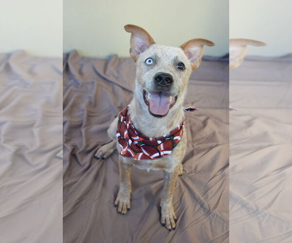 Medium Photo #1 Mutt Puppy For Sale in McKinney, TX, USA