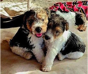 Wire Fox Terrier Puppy for sale in MATHIS, TX, USA