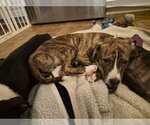 Small #9 Labrador Retriever Mix