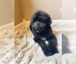 Small #3 Aussiedoodle