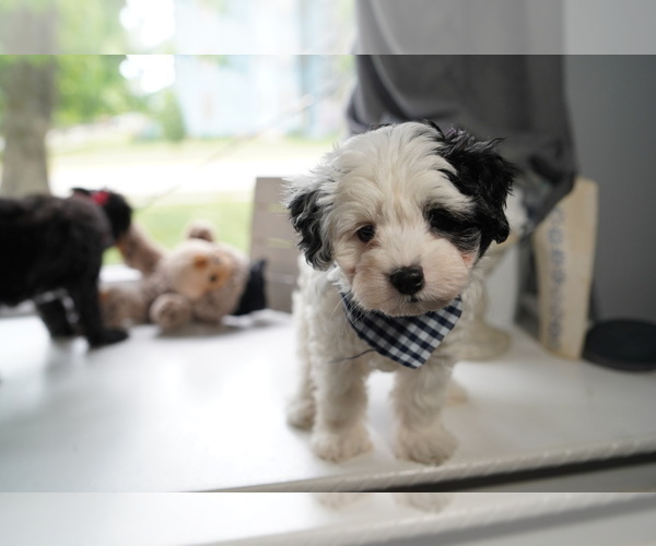 Medium Photo #8 Maltipoo Puppy For Sale in AURORA, IL, USA