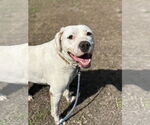 Small #2 American Pit Bull Terrier Mix