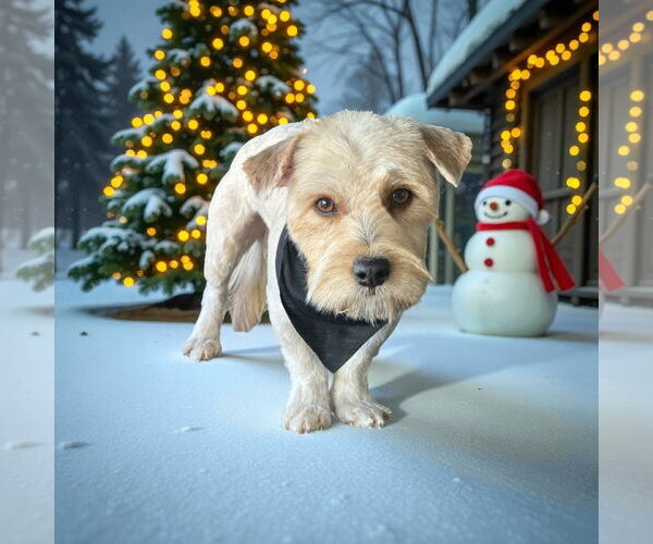 Medium Photo #1 - Mix Puppy For Sale in Menifee, CA, USA