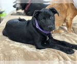Small #18 Labrador Retriever Mix