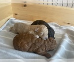 Small #4 Poodle (Toy)