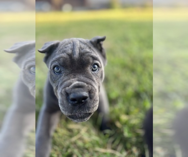 Medium Photo #4 Cane Corso Puppy For Sale in CLARKRANGE, TN, USA