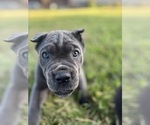 Small #3 Cane Corso
