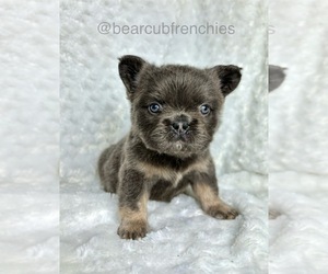French Bulldog Puppy for sale in FRANKLIN, IN, USA