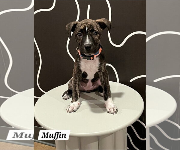 Medium Photo #1 American Pit Bull Terrier-American Staffordshire Terrier Mix Puppy For Sale in Chester, VA, USA