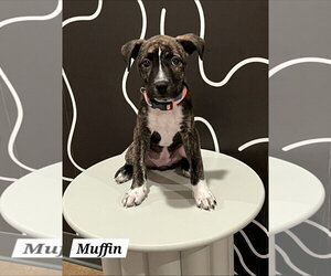 American Pit Bull Terrier-American Staffordshire Terrier Mix Dogs for adoption in Chester, VA, USA