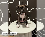 Small American Pit Bull Terrier-American Staffordshire Terrier Mix