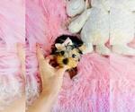 Small #12 Yorkshire Terrier
