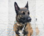 Small #1 Dutch Shepherd  Mix