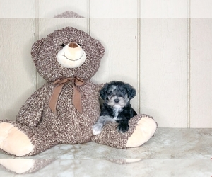 Schnoodle (Miniature) Puppy for sale in CLEVELAND, NC, USA
