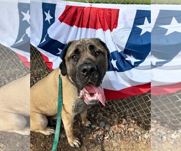 Medium Photo #1 Mastiff-Unknown Mix Puppy For Sale in McMinnville, OR, USA