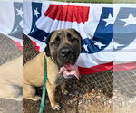 Small Mastiff Mix