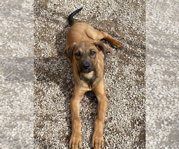 Medium Photo #4 German Shepherd Dog-Unknown Mix Puppy For Sale in Bolivar, MO, USA