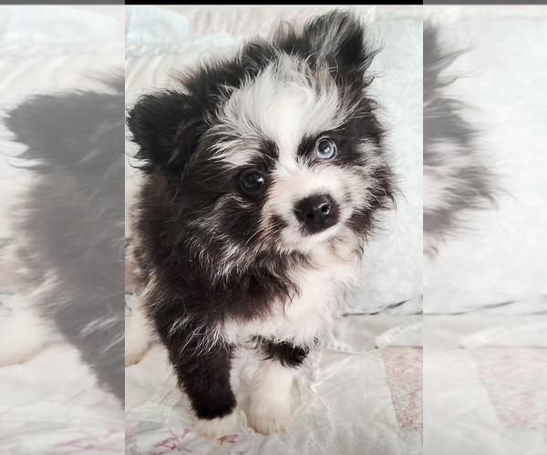 Medium Photo #1 Pomeranian Puppy For Sale in CALLAHAN, FL, USA