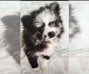 Pomeranian Puppy for sale in CALLAHAN, FL, USA