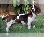 Small #5 Basset Hound