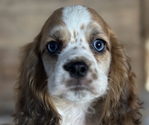 Medium Cocker Spaniel