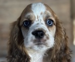 Puppy Henry Cocker Spaniel