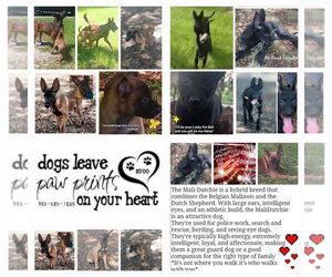 Belgian Malinois-Dutch Shepherd Dog Mix Puppy for sale in OCKLAWAHA, FL, USA