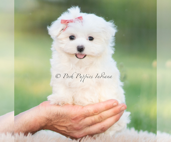 Medium Photo #8 Maltese Puppy For Sale in WARSAW, IN, USA