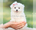 Small Photo #8 Maltese Puppy For Sale in WARSAW, IN, USA