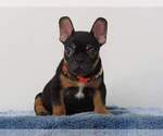 Small Photo #2 French Bulldog Puppy For Sale in PURCHASE, NY, USA