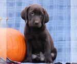 Small #1 Labrador Retriever