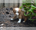 Puppy 4 Cavapoo-Poodle (Toy) Mix