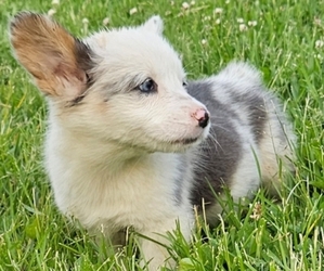 Pembroke Welsh Corgi Puppy for sale in MILTON, WI, USA