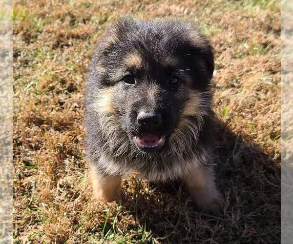 Medium Photo #1 German Shepherd Dog Puppy For Sale in BELLA VILLA, MO, USA