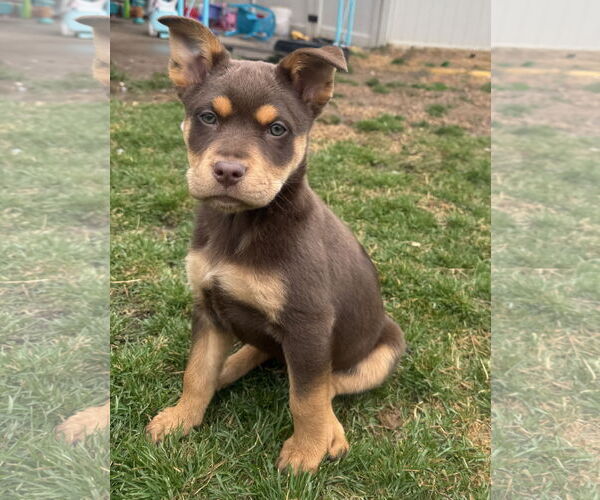 Medium Photo #1 Mutt Puppy For Sale in Sandy, UT, USA