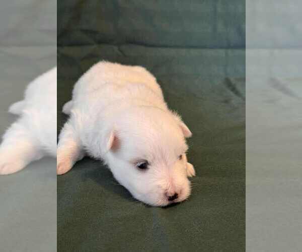 Medium Photo #6 Coton de Tulear Puppy For Sale in TIMBER, OR, USA