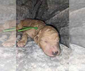 Poodle (Standard) Puppy for sale in KYLE, TX, USA
