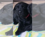 Small Photo #139 Labrador Retriever Puppy For Sale in OLYMPIA, WA, USA
