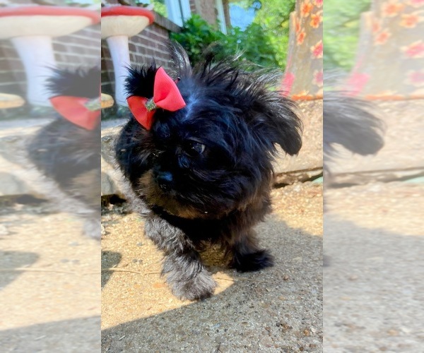 Medium Photo #1 ShiChi Puppy For Sale in MUSCLE SHOALS, AL, USA