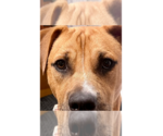 Small #24 American Staffordshire Terrier-Labrador Retriever Mix