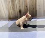 Small Photo #17 French Bulldog Puppy For Sale in SANTA CRUZ, CA, USA