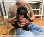 Puppy White Female Labrador Retriever