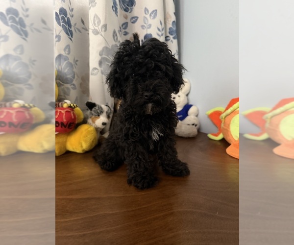 Medium Photo #3 Bichpoo Puppy For Sale in DURHAM, CT, USA