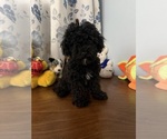 BichPoo puppies - Male Bichpoo Puppy for Sale - Photo #3