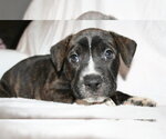 Small Photo #2 American Staffordshire Terrier-Unknown Mix Puppy For Sale in Holly Springs, NC, USA